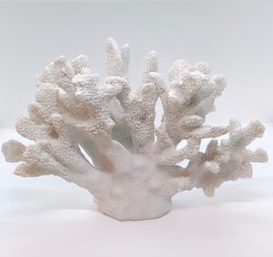 Poly Coral