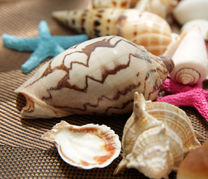 Seashells Pack