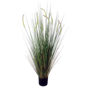 Cats Tail Grass in Black Pot - 124cm