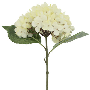 White Hydrangea